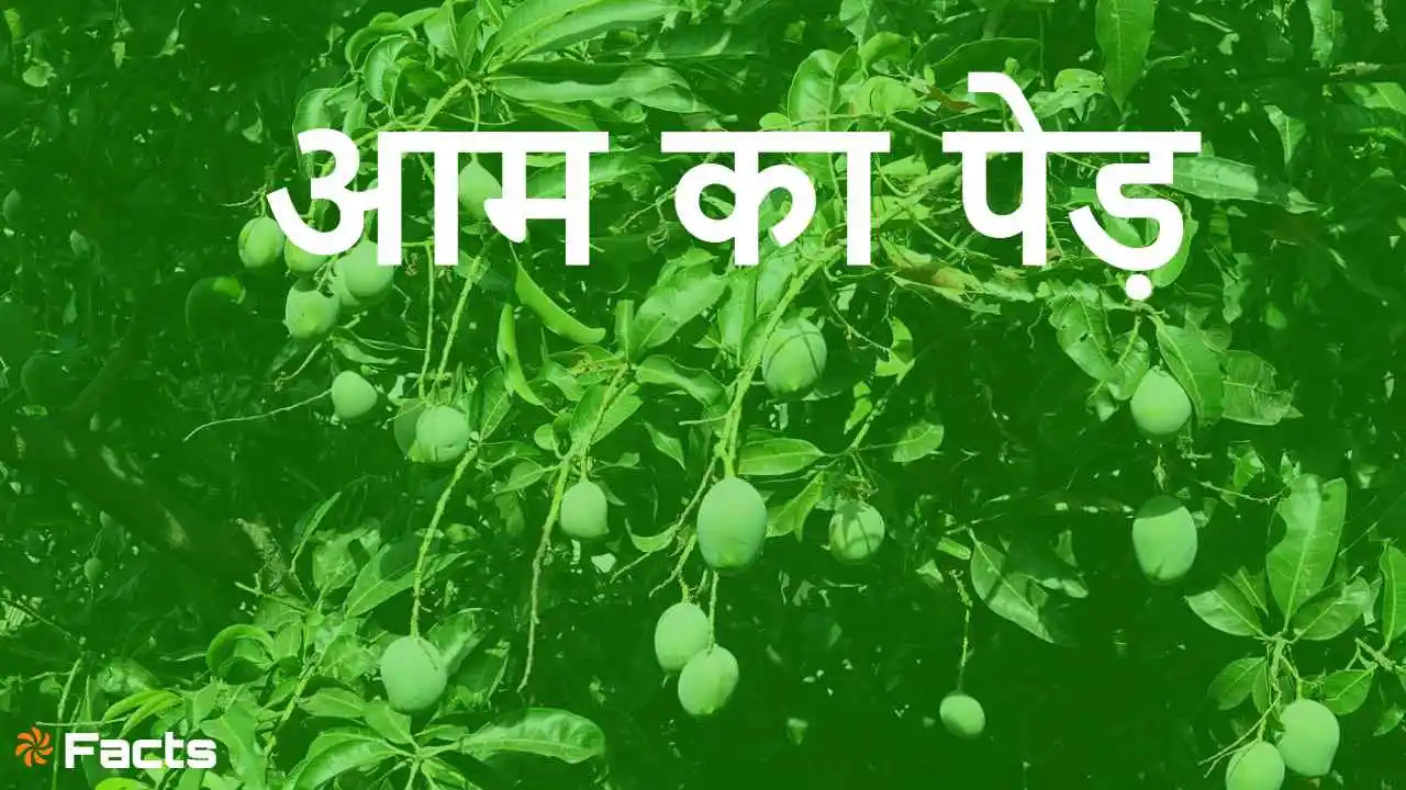 आम के पेड़ के बारे में रोचक तथ्य- Amazing Mango Tree Facts in Hindi