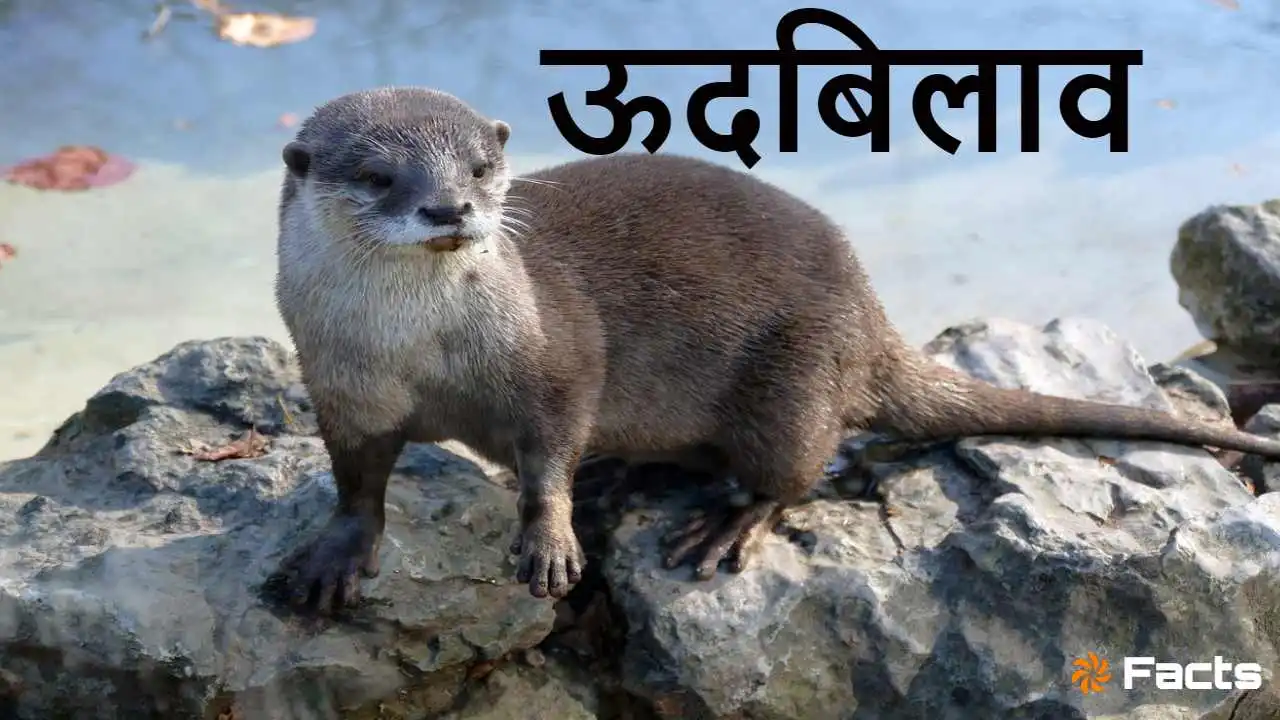ऊदबिलाव: अनोखे और रोचक तथ्य Incredible Otters Facts in Hindi