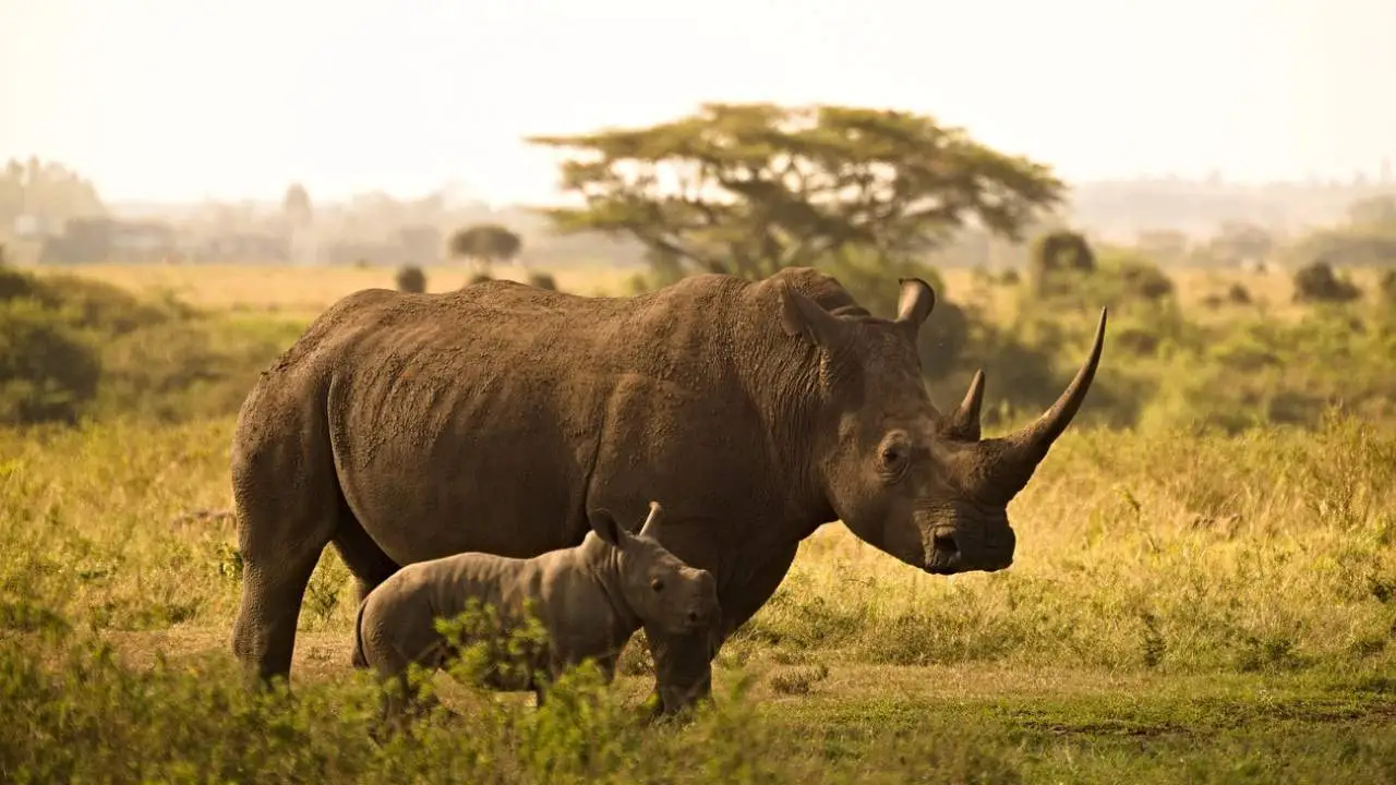 गैंडे के रहस्य: ताकत, सींग और अद्भुत तथ्य - Rhinoceros Facts