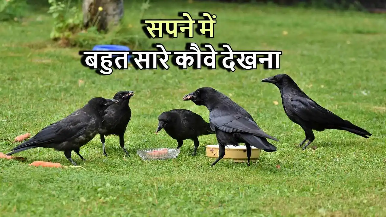 पक्षियों के सपने का चित्र