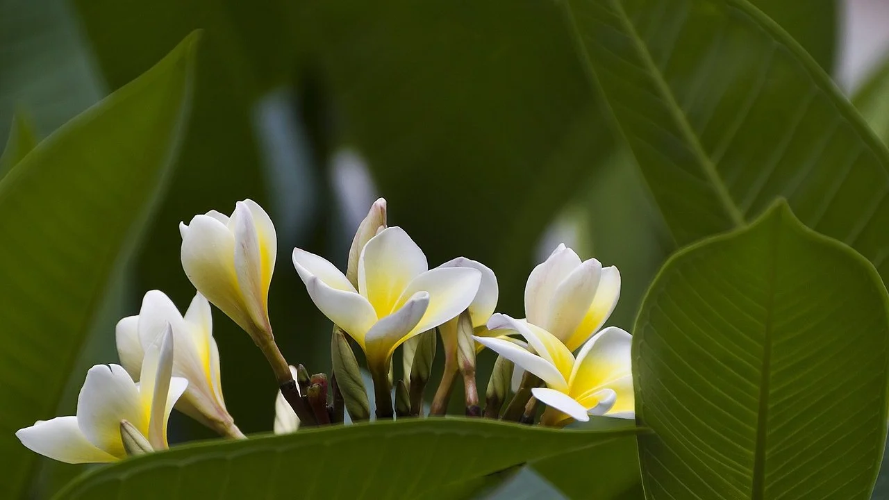 फूलों के सपने का चित्र