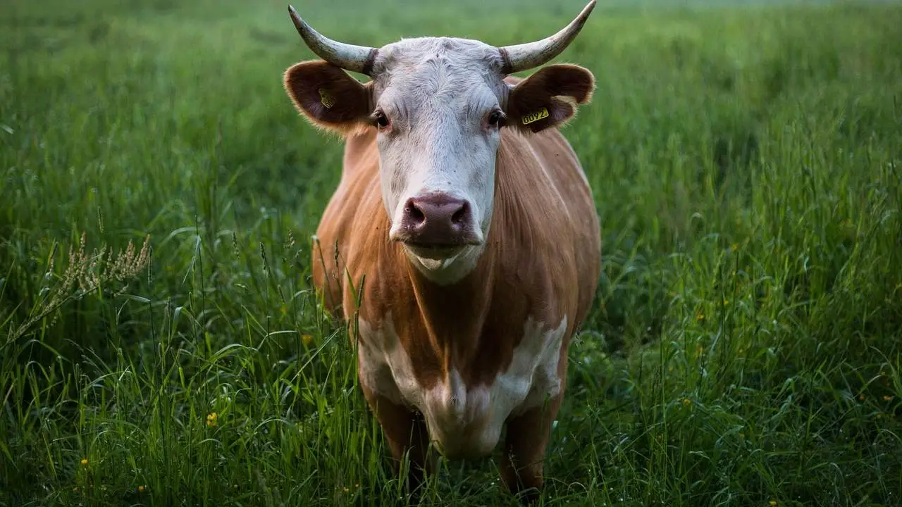 सपने में गाय देखना – Sapne Me Cow Dekhna, Gai Ka Sapna
