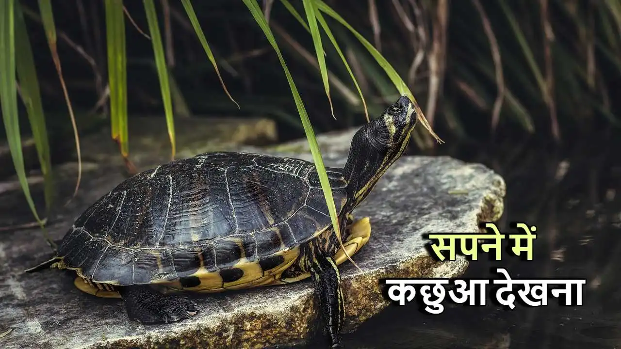 सपने में कछुआ देखना: शुभ संकेत या जीवन की चेतावनी?