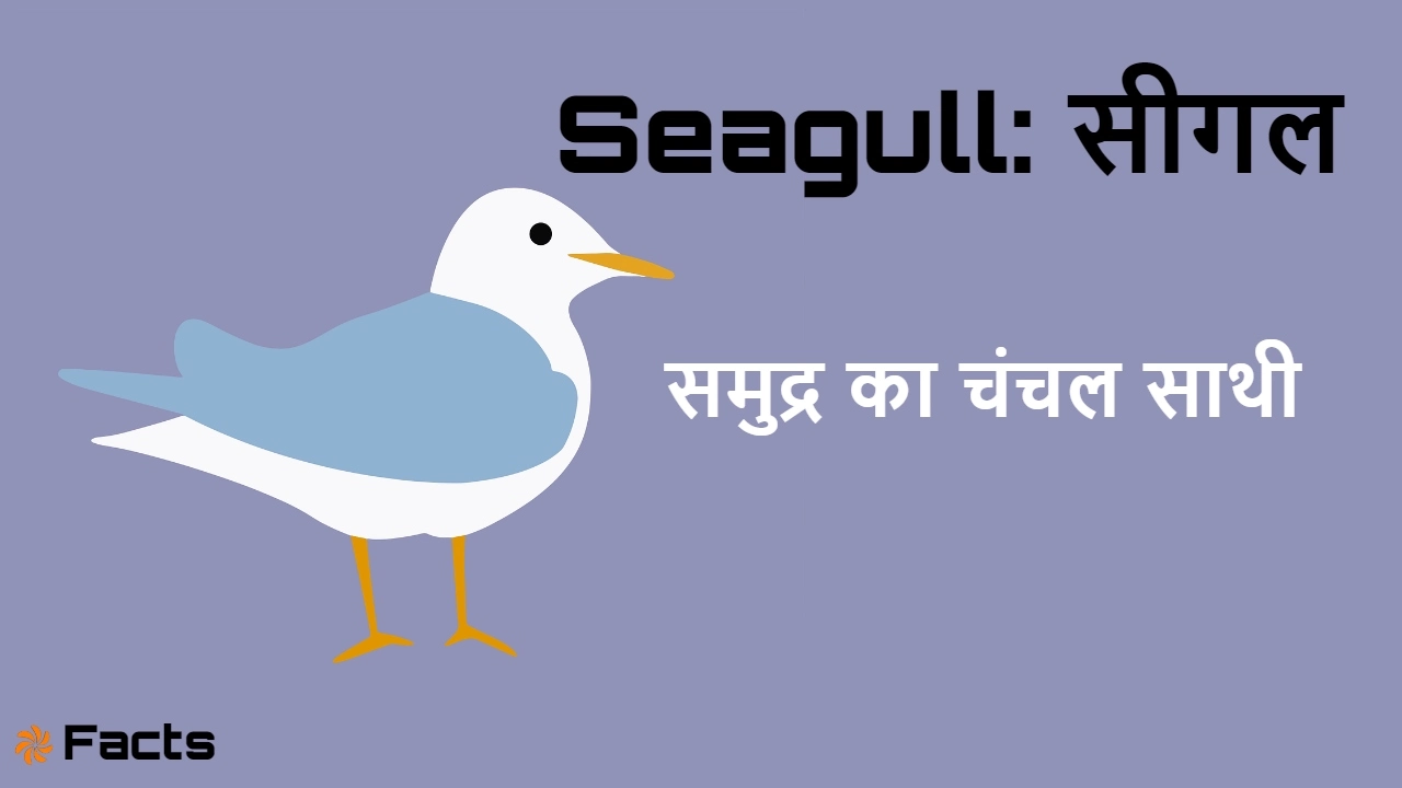सीगल के बारे में रोचक तथ्य! 20 Seagull Facts in Hindi